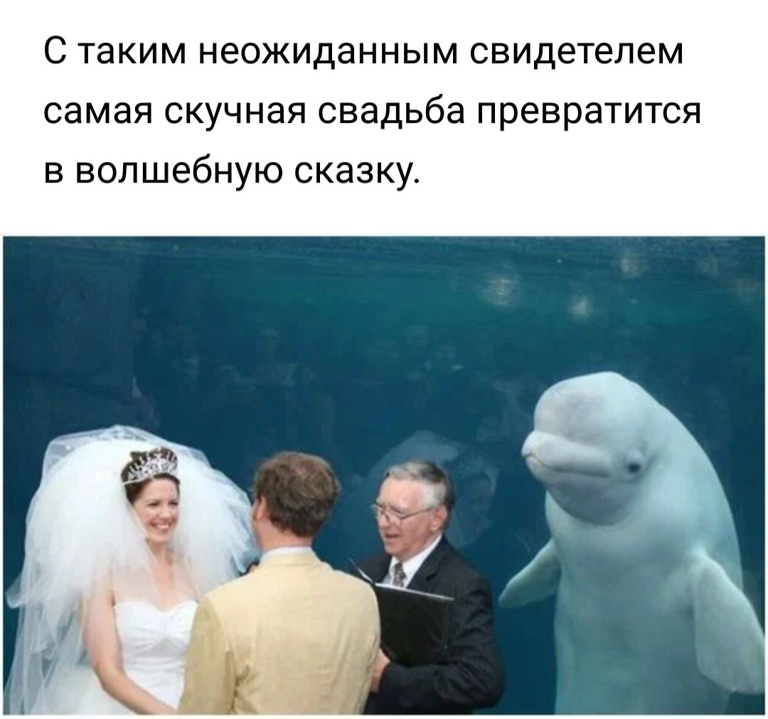 С таким неожиданным свидетелем самая скучная свадьба превратится в волшебную сказку