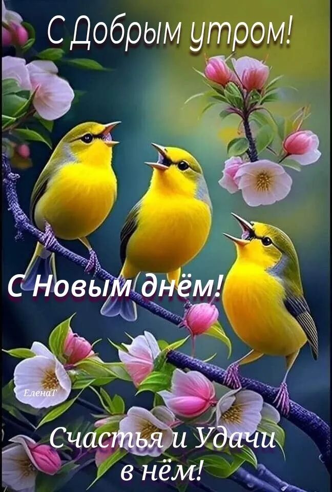 С обрым утром д _ ц