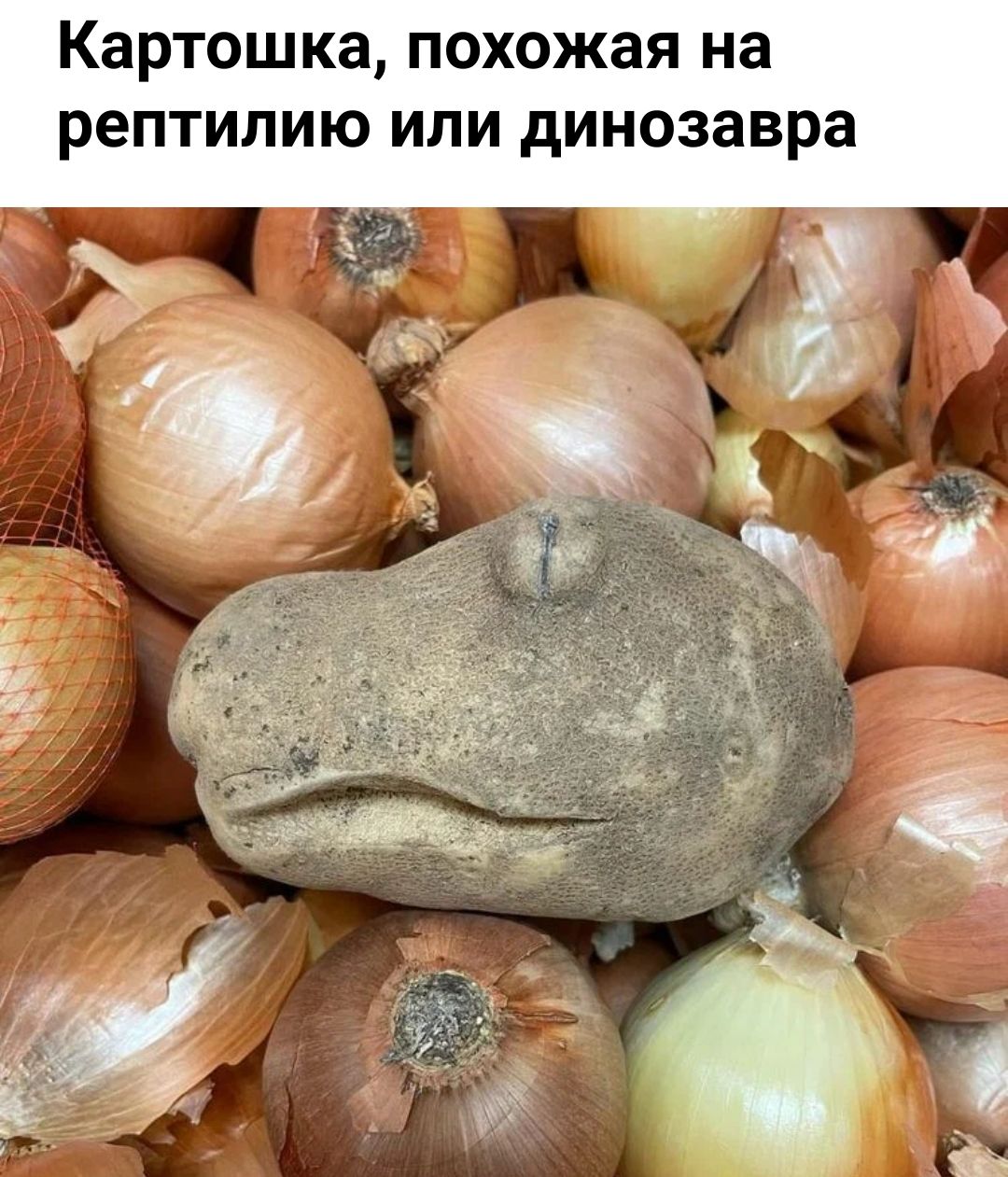 Картошка похожая на рептипию ИПИ динозавра