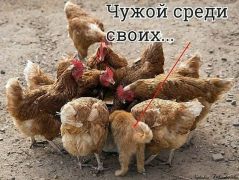 Чужой среди_