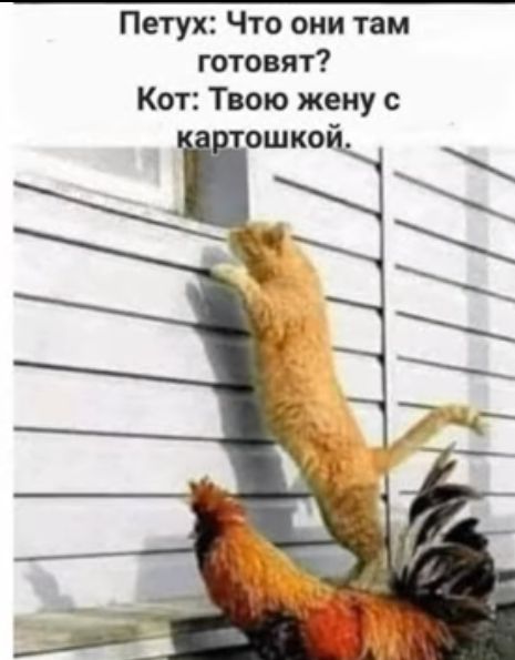 Петух Что они там готовят Кот Твою жену с