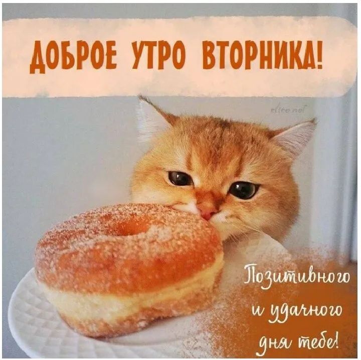 _ ДОБРОЕ УТРО ВТОРНИКМ Йодйымош ш умашли дни тада