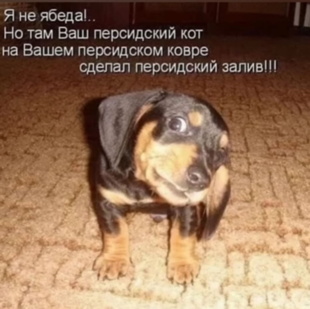 Я не ябеда Но там Ваш персидский шт на Вашем персидском ковре сдепал персидский залив