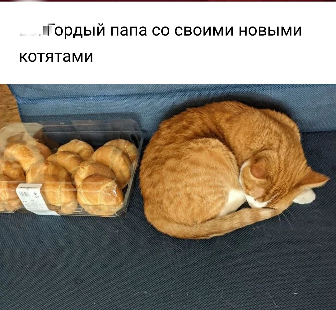 Тордый папа со своими новыми КОТЯТЗМИ