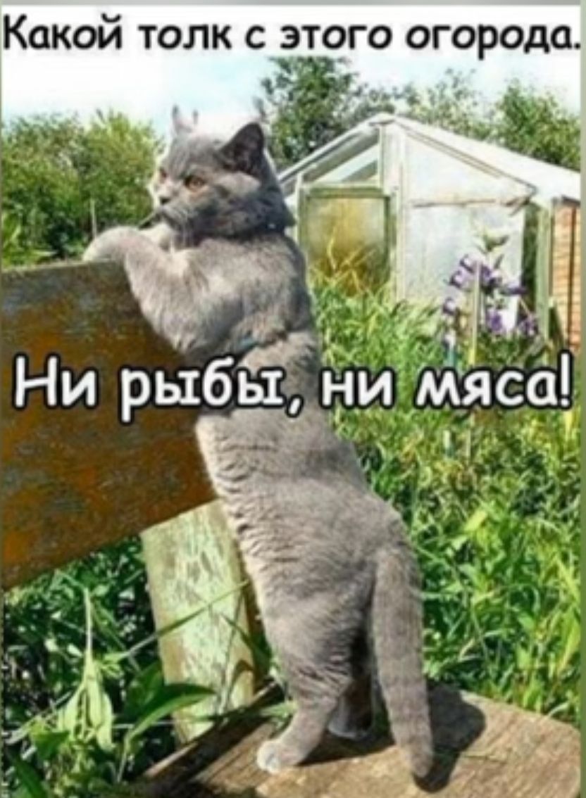 Какой толк этого огорода Ни рыбьи ниЁжяса