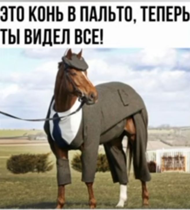 ЭТО КОНЬ В ПАЛЬЮ ТЕПЕРЬ ТЫ ВИДЕЛ ВСЕ