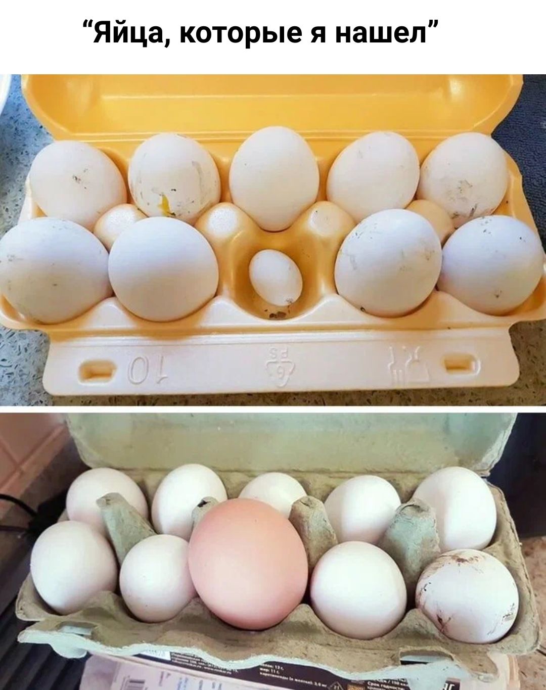 Яйца которые я нашел