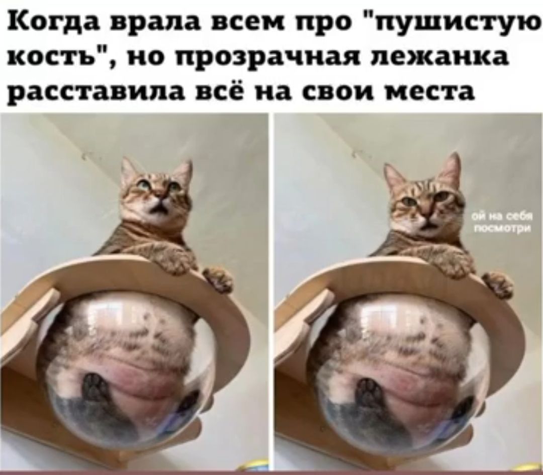Когда прада всем при пушистую кость ио прозрачная пежаика расставила всё на свои места