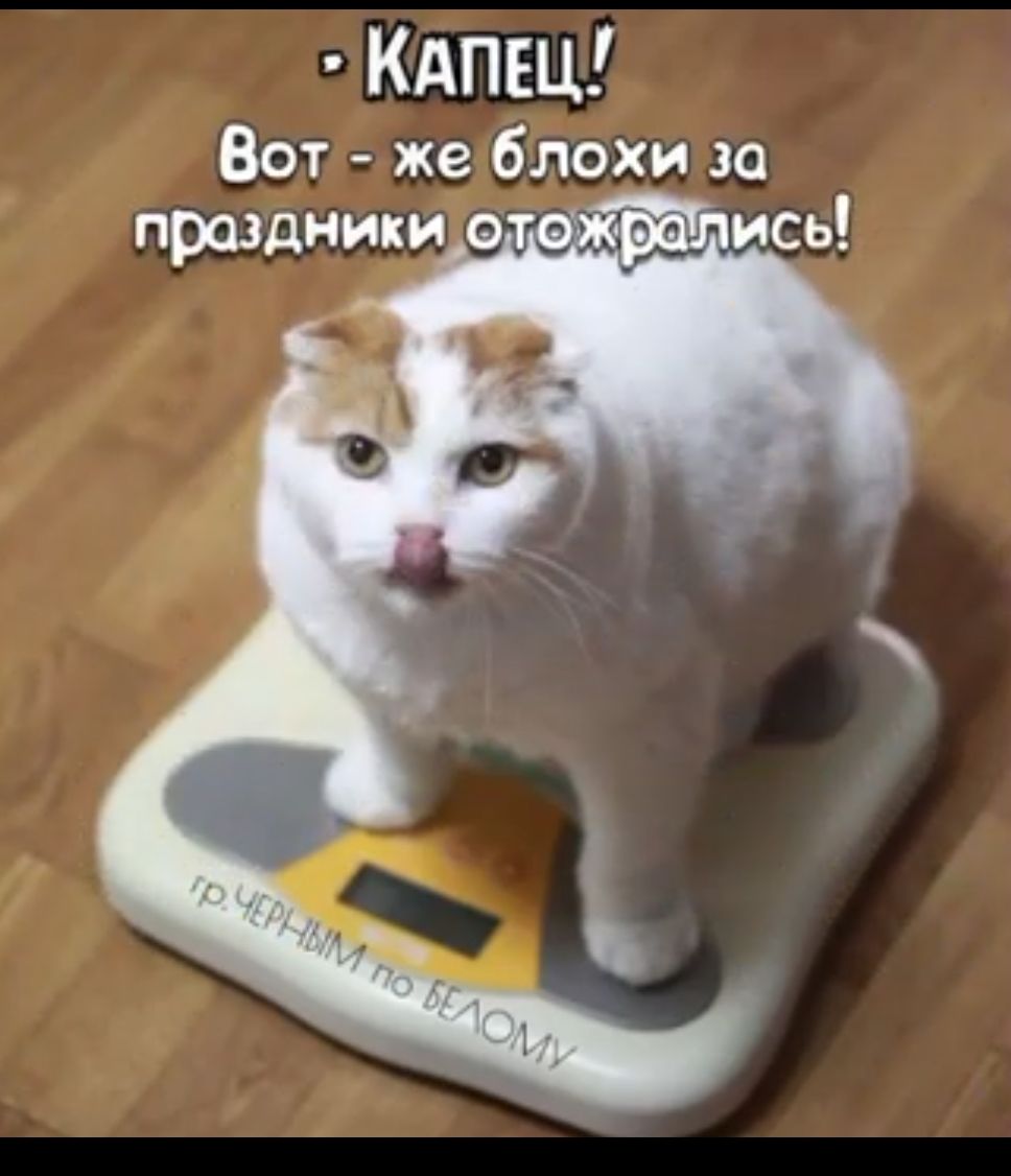 Кдпщ Вот же блохи за
