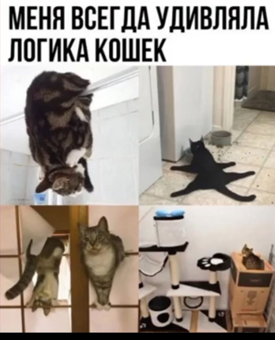 МЕНЯ ВСЕГДА УДИВЛЯЛА ЛОГИКА КОШЕК