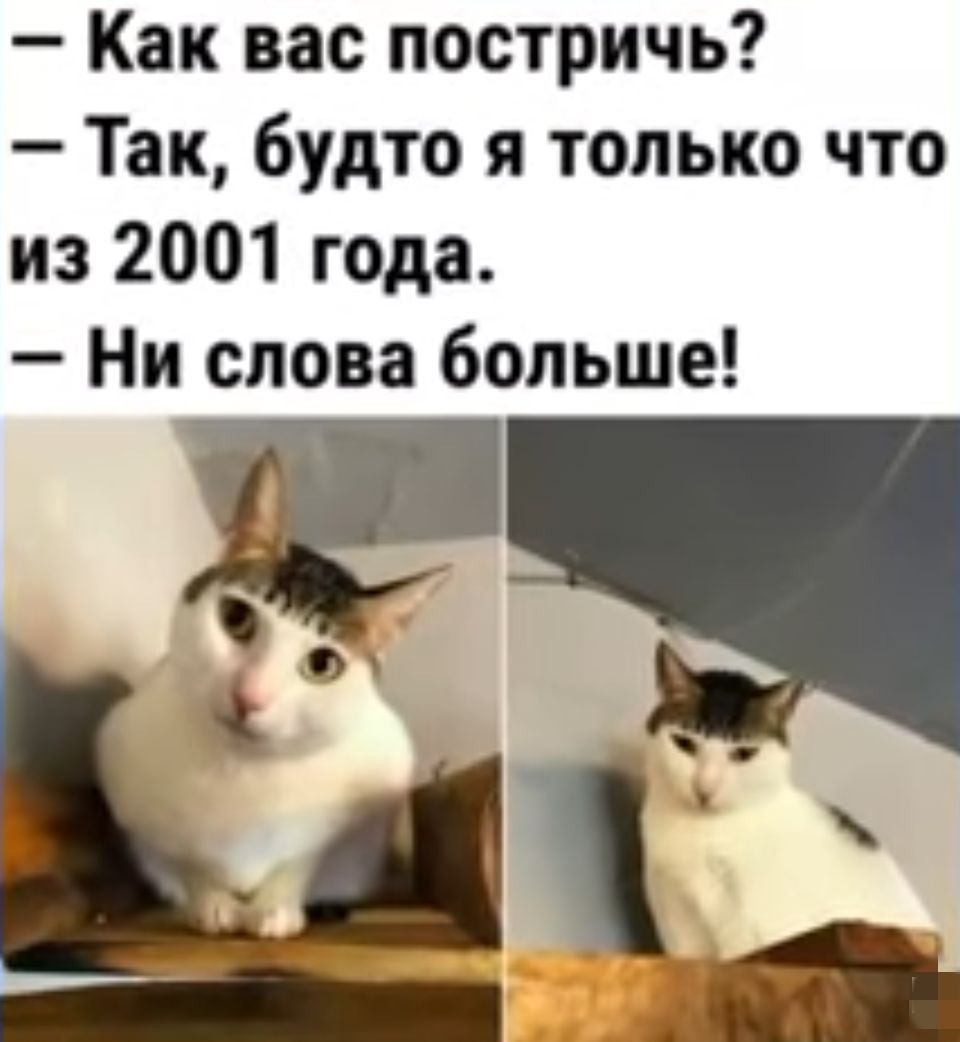 Как вас постричь Так будто я только что из 2001 года Ни слова больше и