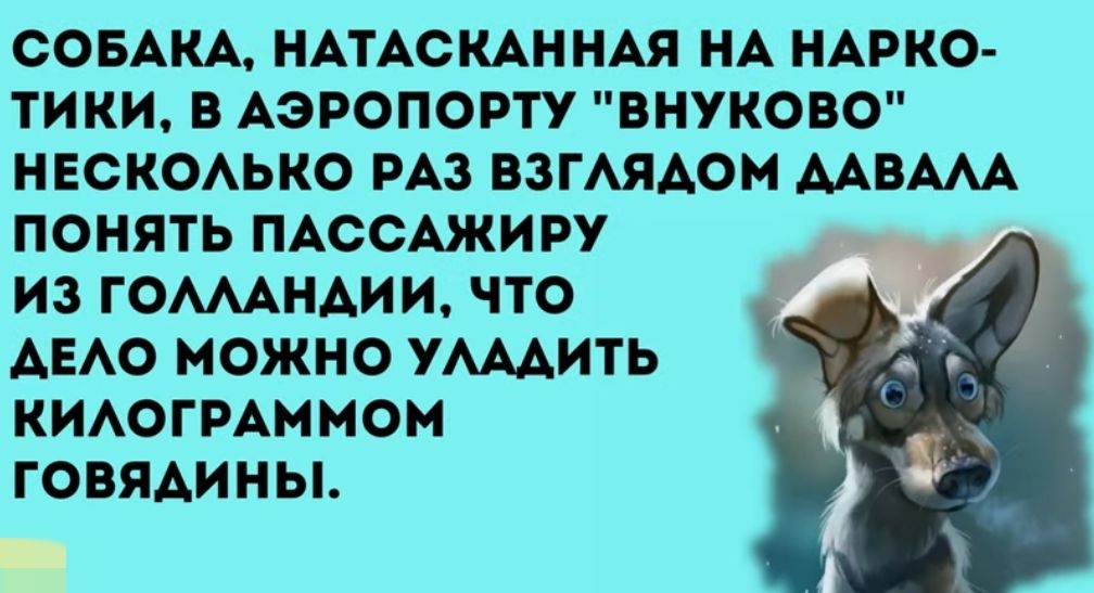 СОБАКА НАТАСКАННАЯ НА НАРКО тики в Аэропорту внуков0 нескоько из вагАяАом ммм понять ПАссАжиру из ГОМАНАИИ что АЕАО можно УАААИТЬ кимгмммом ГОВЯАИН Ы
