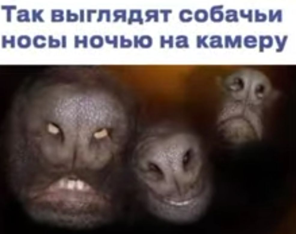 Так выглядят собачьи носы ночью на камеру