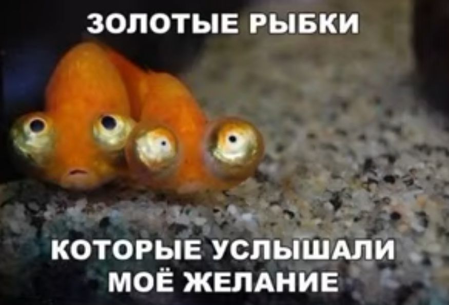 ЗОЛОТЫЕ РЫБКИ о 0 _ _ _ __ 511 КОТОРЫЕ УСЛЫШЩИЗ МОЁ ЖЕЛАНИЕ д