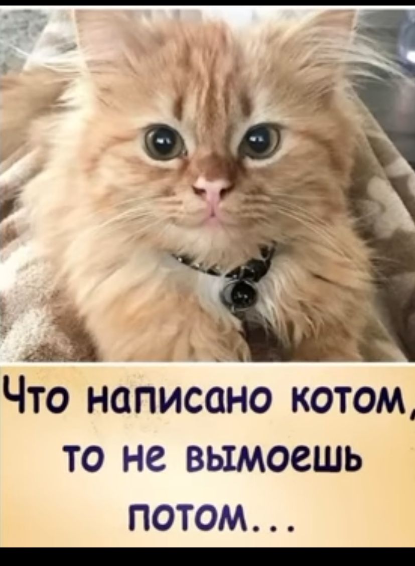 ь А Что написано котом то не вымоешь ПОТОМ