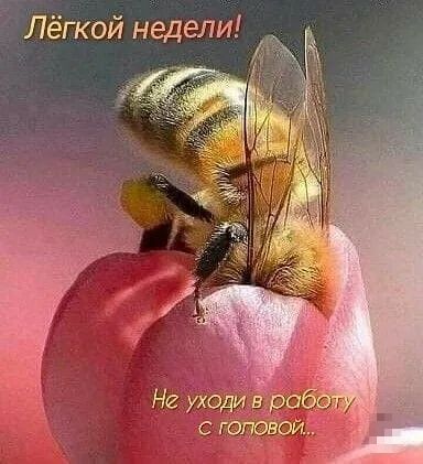 Лёгкой недели _