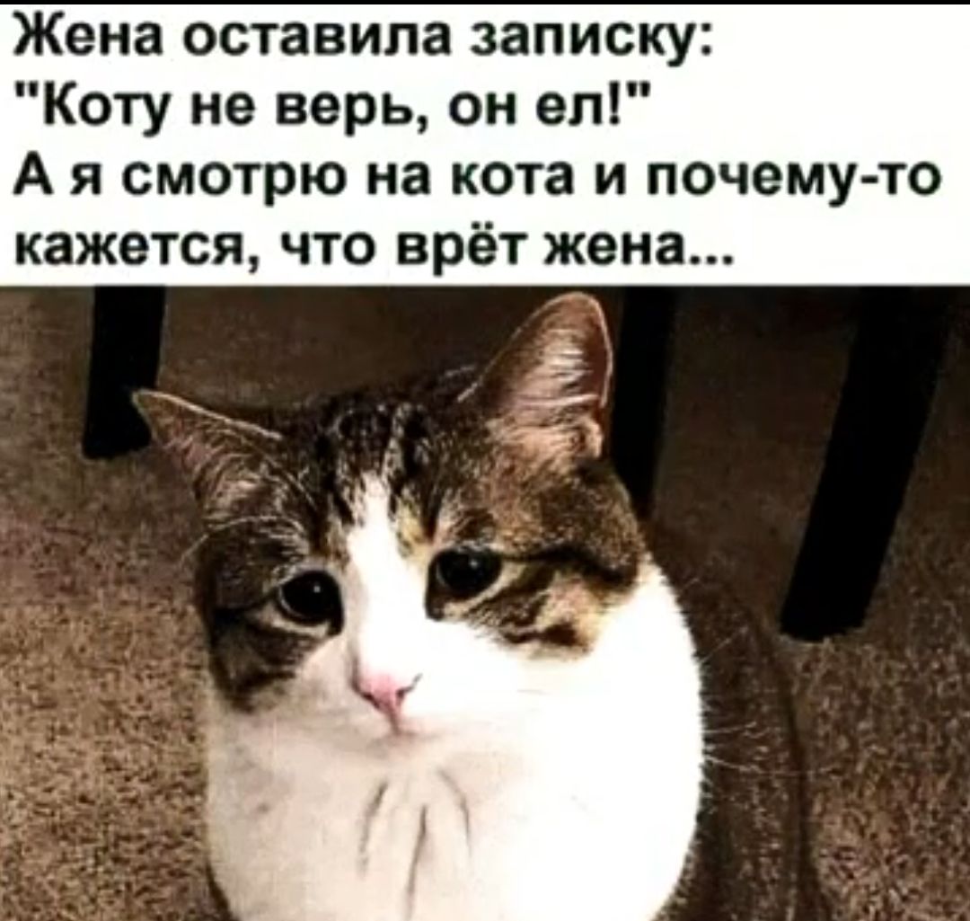 Жена оставила записку Коту не верь он вп А я смотрю на кота и почемуто кажется что врёт жена