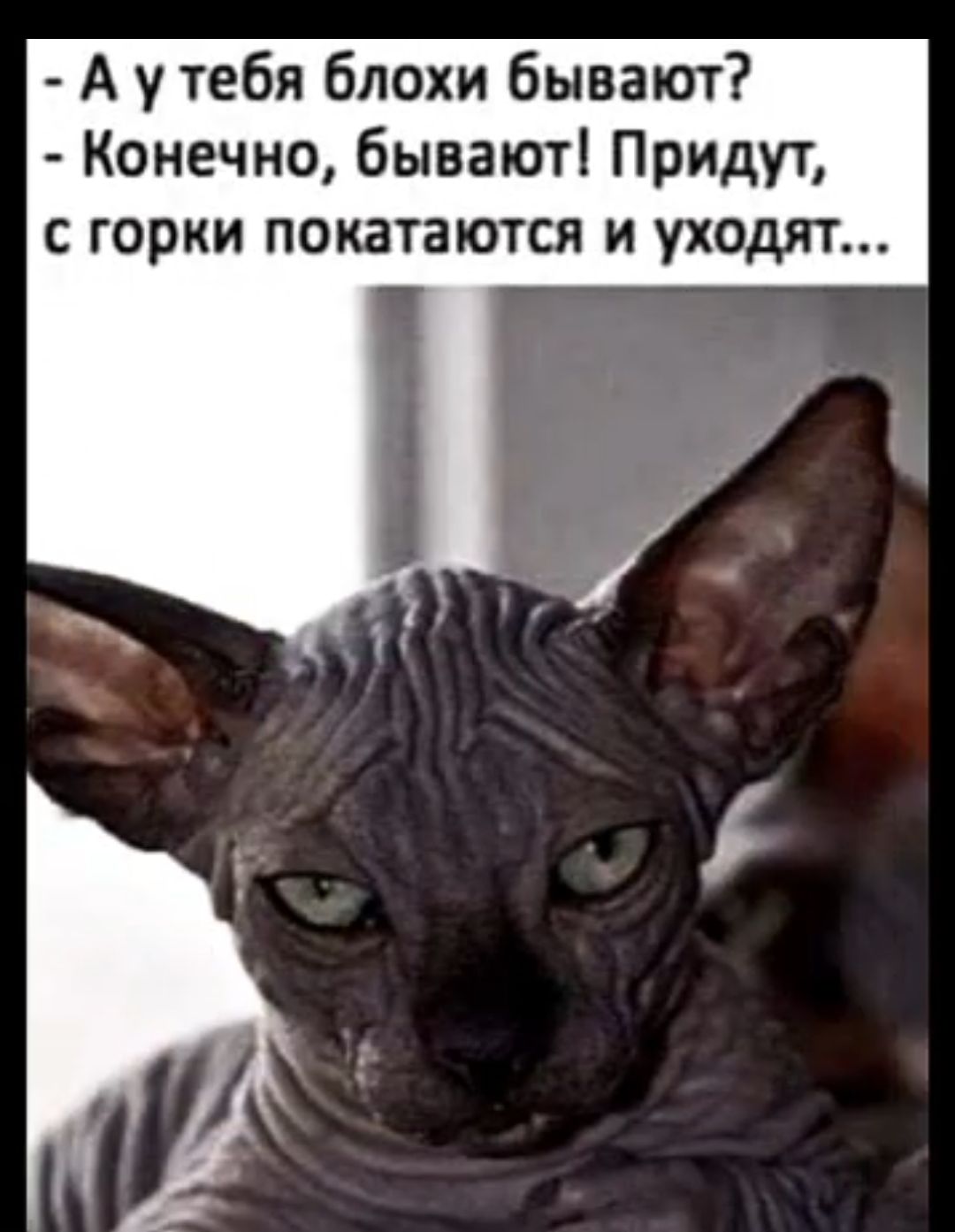А у тебя блохи бывают Конечно бывают Придут С ГОРКИ ПОКЗТВЮТСЯ И УХОДИТ