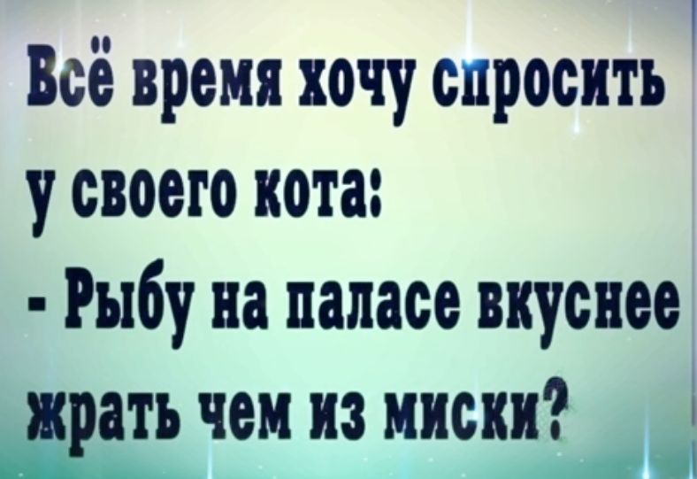 Всё время хочу спросить у своего кота Рыбу на паласе вкуснее вать чем из кинь