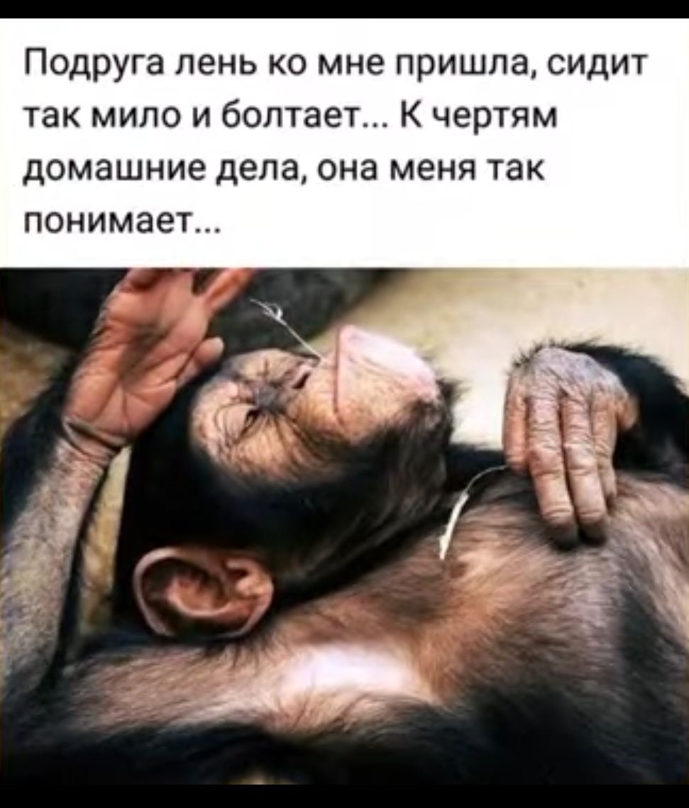 Подруга пень ко мне пришла сидит так мипо и болтает К чертям домашние дела она меня так понимает