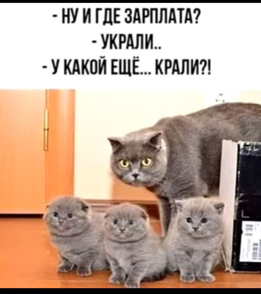 НУ И ГЛЕ ЗАРПЛАТА УКРАЛИ У КАКВЙ ЕЩЁ КРАЛИ