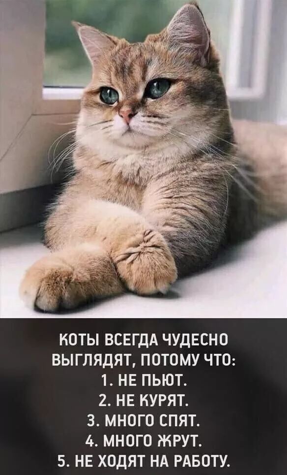 КОТЫ ВСЕГДА ЧУДЕСНО ВЫГПЯДЯТ ПОТОМУ ЧТО 1 НЕ ПЬЮТ 2 НЕ НУРЯТ 3 МНОГО СПЯТ 11 МНОГО ЖРУТ 5 НЕ ХОДЯТ НА РАБОТУ