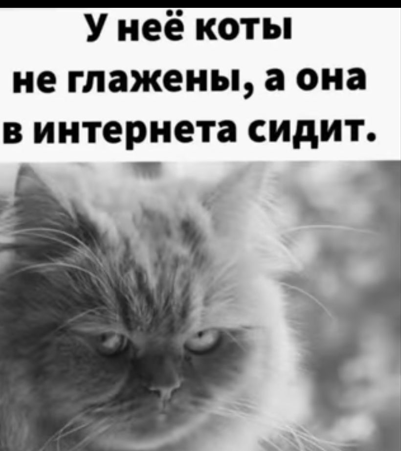 У неё коты не гпажены а она в интернета сидит