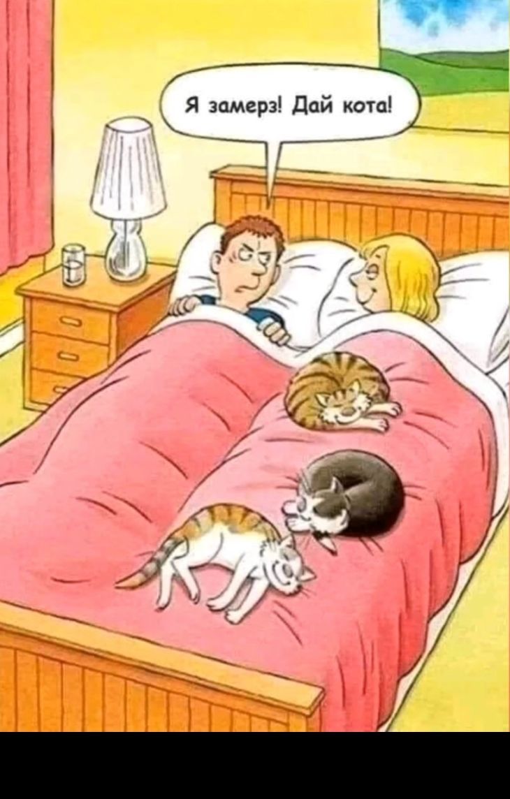 Я замерз дай кота _
