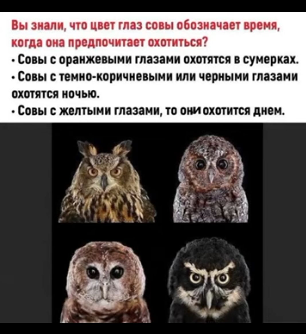 Вы знали цю цвву глаз совы пбпзиачве врет кагда ВИЗ ВЕППОЧИЗЕ ОХШИТЬСП7 Совы оранжевыми глазаии охотится в сумерках Фоны гониткоричиввыии или чсриыии глазами вхшяпя ночью Фоны желтыми глазами т они платится днеи
