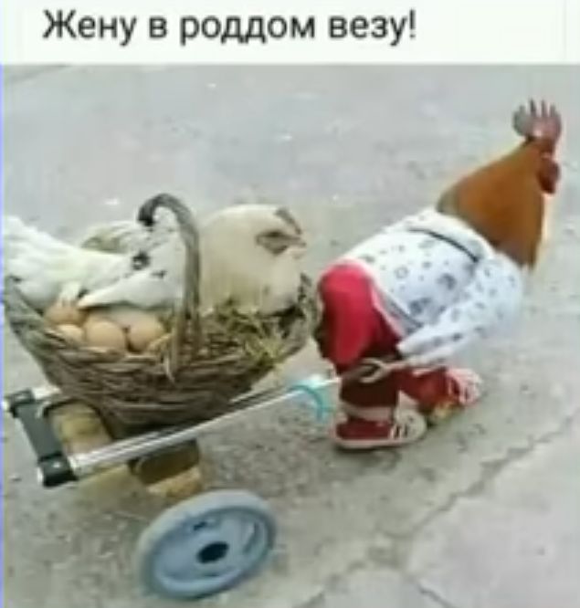 Жену в роддом везу