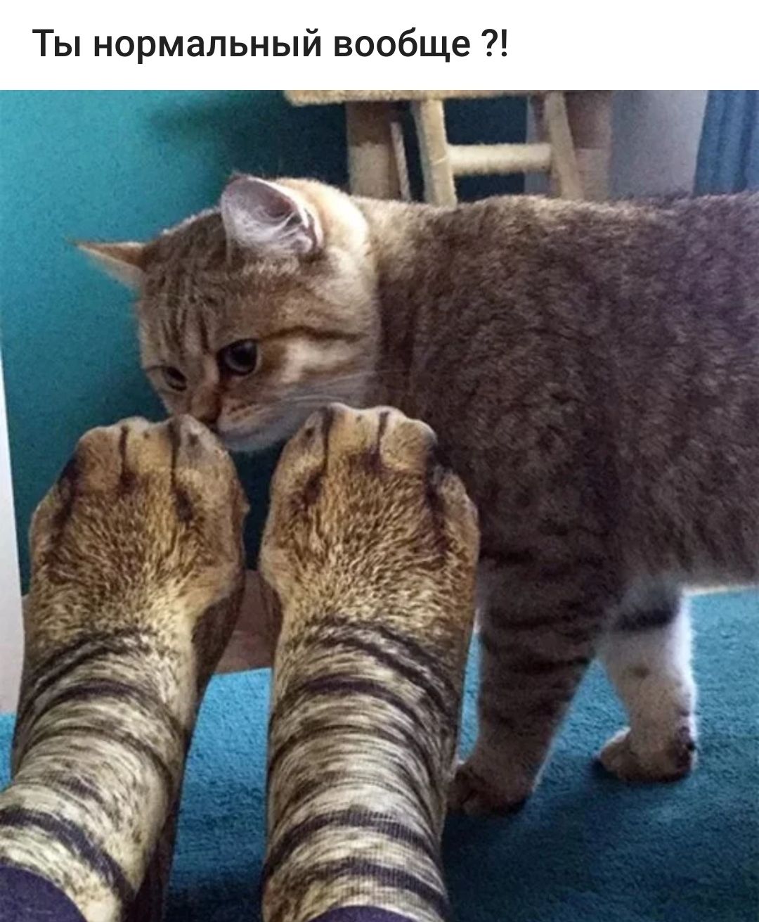 Ты нормальный вообще