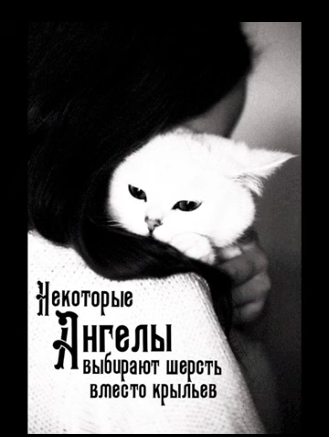 Некоторые днгелы выбирают шерсть втесто крыльев _