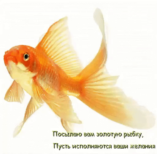 А ПоЗтаю вам эстотую рыбку Пусть мстит т мдм плачут