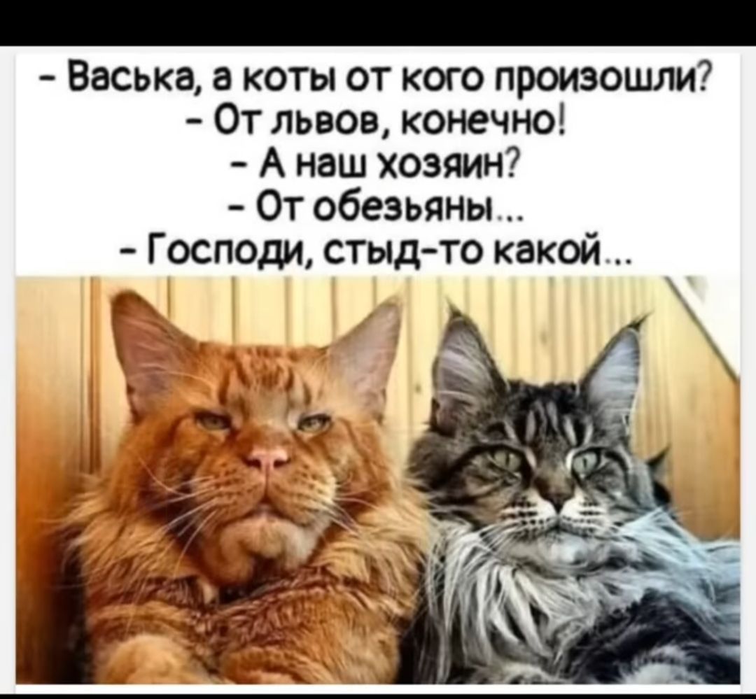 Васькв коты от кого произошли От львов конечно А наш хозяин От обезьяны Господи стыд то какой