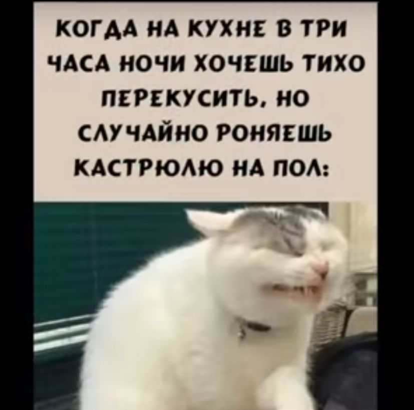 КОГДА НА КУХН В ТРИ ЧАСА НОЧИ ХОЧЕШЬ ТИХО ПЕРЕКУСИТЬ НО САУЧАЙИО РОНЯЕШЬ КАСТРЮАЮ МА ПОА