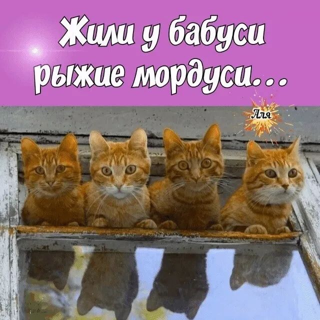 Жшш у бабуси рыжие мордусид