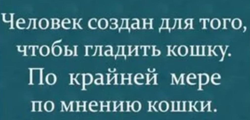 Человек создан для того чтобы ГПЗДИТЬ КОШКУ По крайней мере ПО мнению КОШКИ