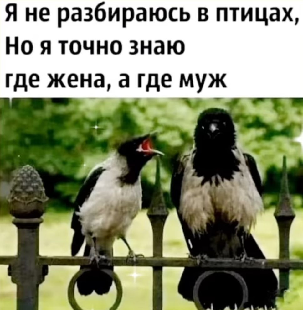 Я не разбираюсь в птицах Но я точно знаю где жена а где муж _ Ю и