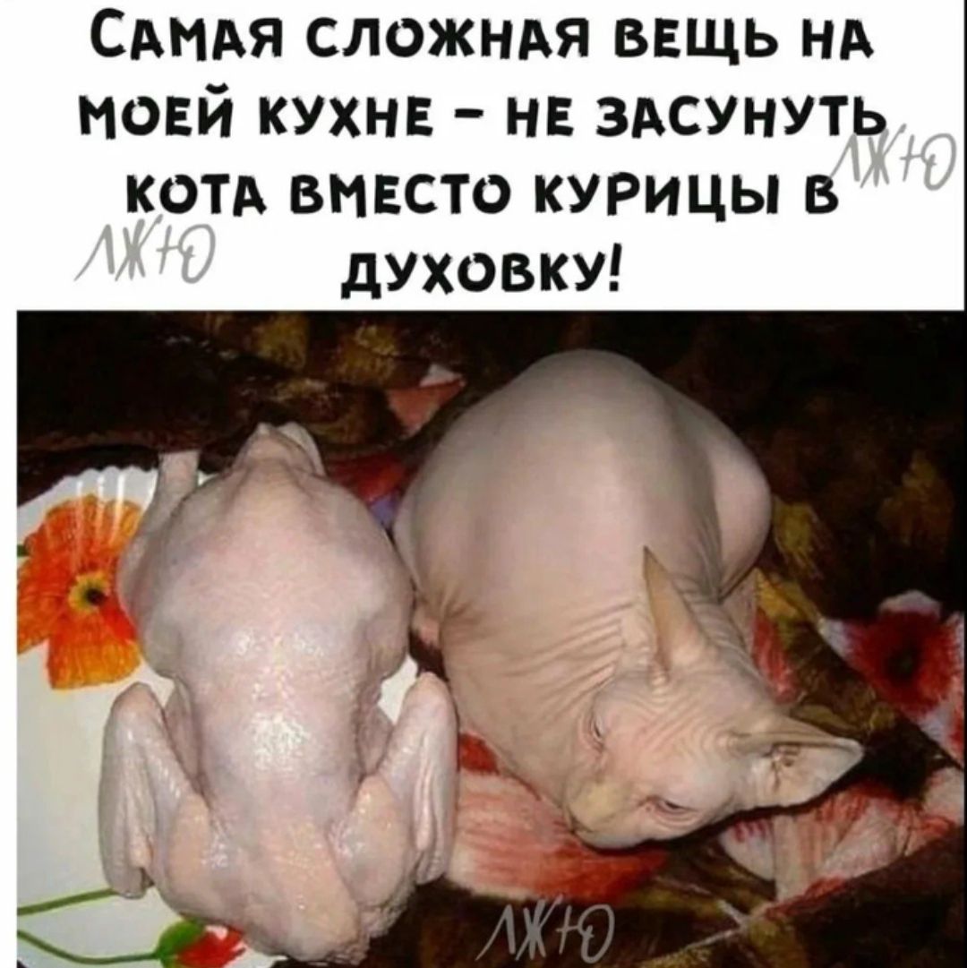 САМАЯ сложндя ввщь НА мовй кухне нв здсунуть котд внвсто курицы в духовку