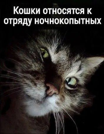 Кошки относятся к отряду ночнокопытных