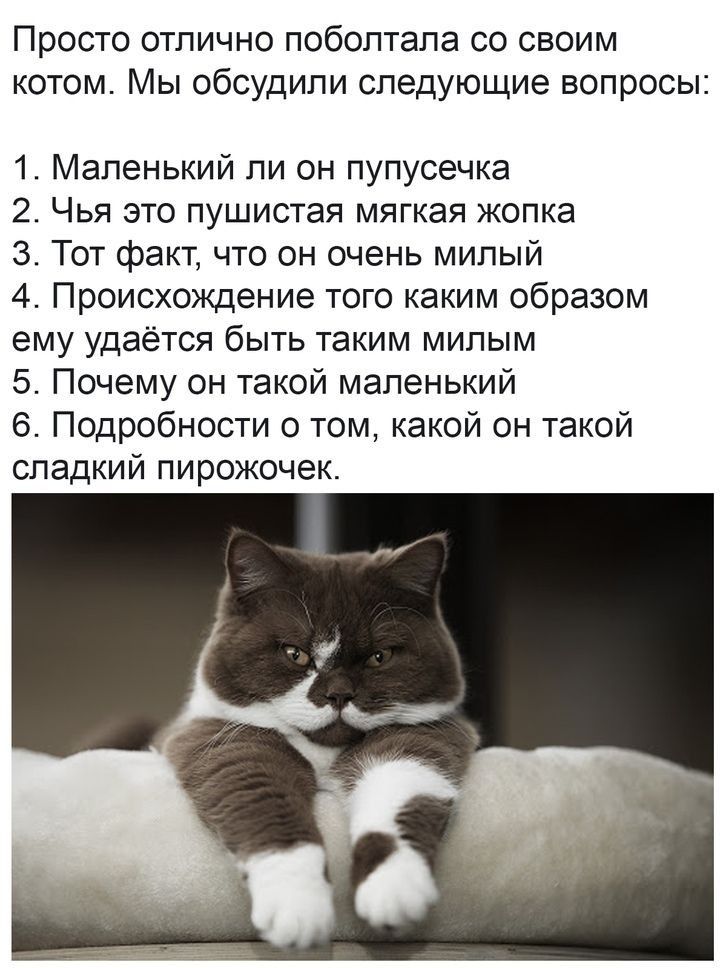 Просто отлично поболтапа со своим котом Мы обсудили следующие вопросы 1 Маленький ли он пупусечка 2 Чья это пушистая мягкая копка З Тот факт что он очень милый 4 Происхождение того каким образом ему удаётся быть таким милым 5 Почему он такой маленький 6 Подробности о том какой он такой сладкий пирожочек