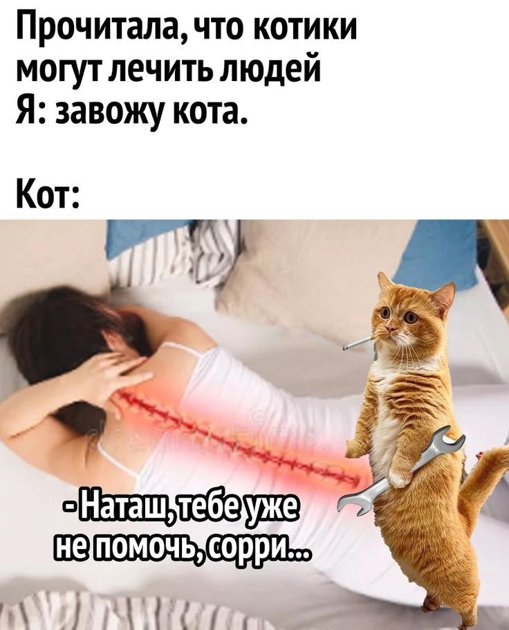 Прочитала что котики могут лечить людей Я завожу кота Кот не ді