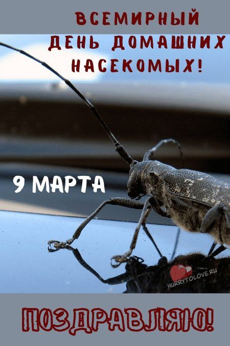 ВСЕМИРНЫЙ ДЕНЬ ДОМАШНИХ НСЕКОМЫХ! 9 МАРТА ПОЗДРАВЛЯЮ!