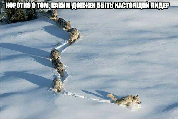 ипгойіііъгрищии допжш вьпь идетппщий пилит