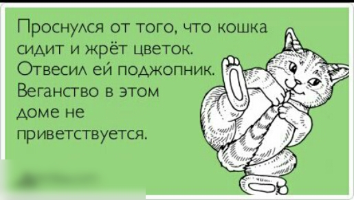 ПроснуАся от того что кошка сидит и жрёт цветок Ответ ей поджопник Вегансгво в этом АОМ е не Пр ИВ етствуется