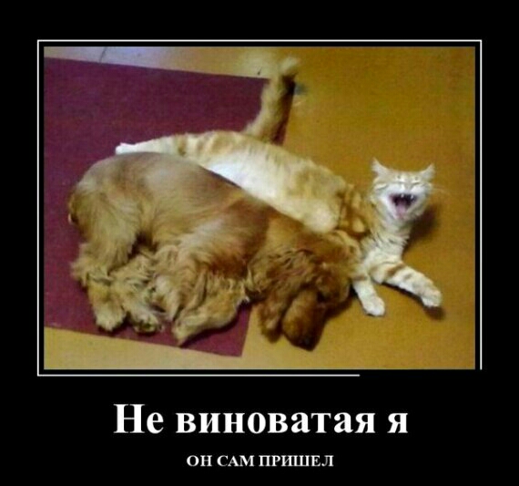 Не виноватая я ОН САМ ПРШПЕЛ