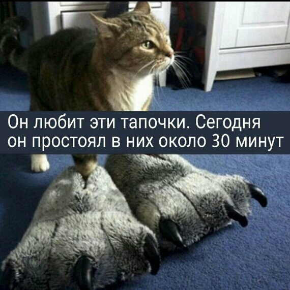 и Он любит эти тапочки СепгодНя он простоял в них около 30 минут _