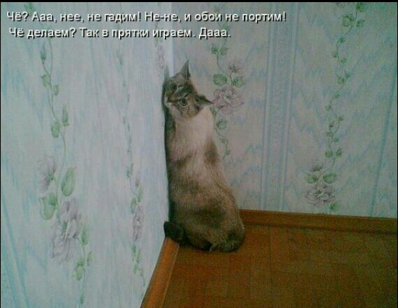 и пдп Нг п и шт не ищут а при мразь д