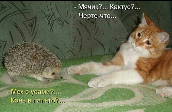 Мячик Кактус Черта что бак