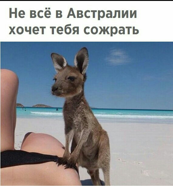 Не всё в Австралии хочет тебя сожрать Г